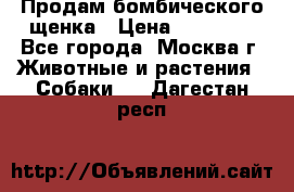 Продам бомбического щенка › Цена ­ 30 000 - Все города, Москва г. Животные и растения » Собаки   . Дагестан респ.